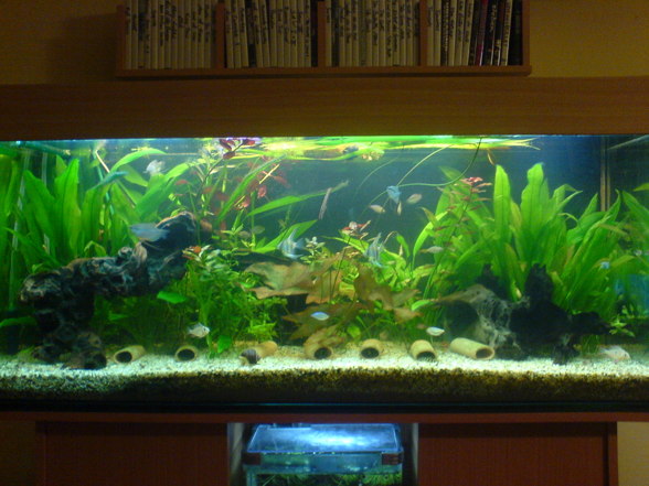 Mein Aquarium - 