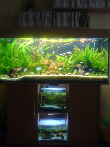 Mein Aquarium - 