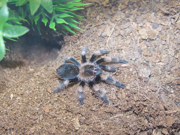 Meine kleine Smithi..... - 