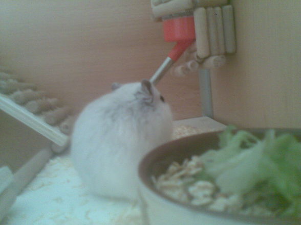 |_~*>Ernie - 