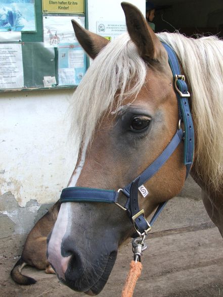 Fotos vom reiten und va unsre vicha - 