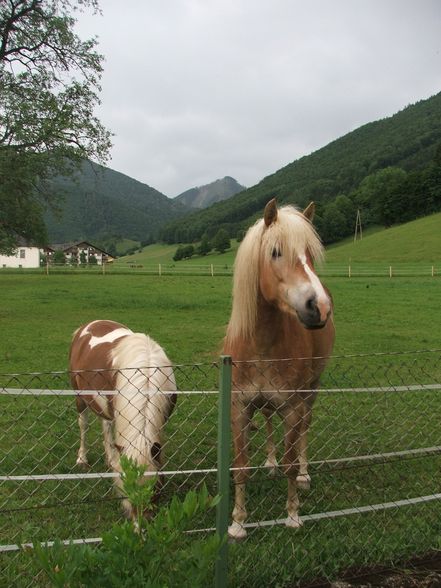 Fotos vom reiten und va unsre vicha - 