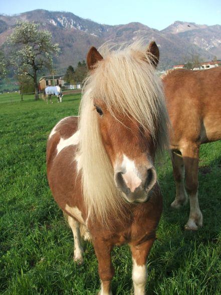 Fotos vom reiten und va unsre vicha - 