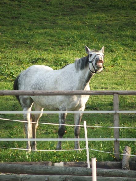 Fotos vom reiten und va unsre vicha - 