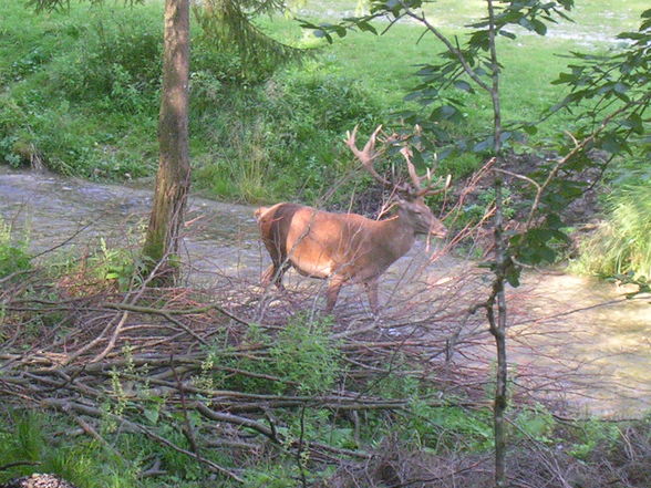 Grünau/Almtal - 