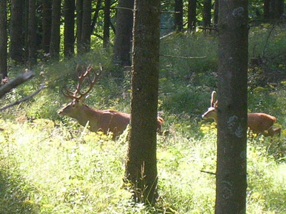 Grünau/Almtal - 