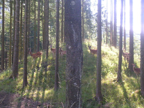 Grünau/Almtal - 