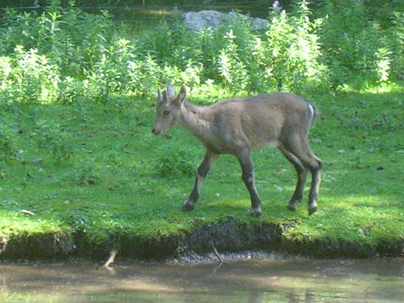 Grünau/Almtal - 