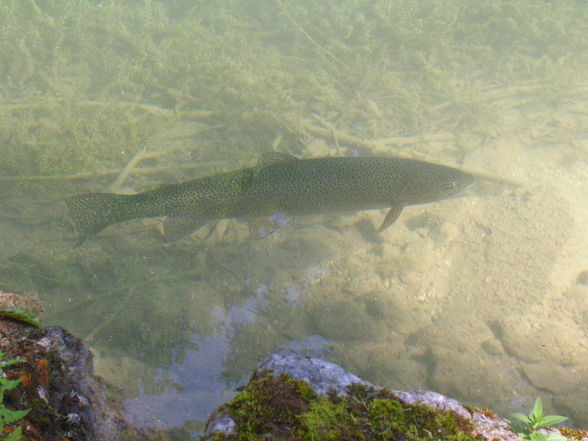 Grünau/Almtal - 