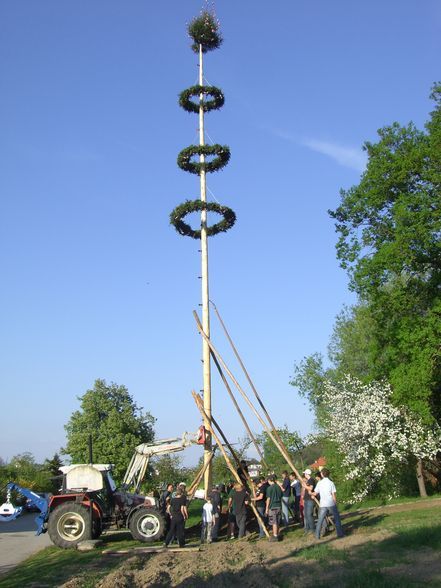  Maibaum - 