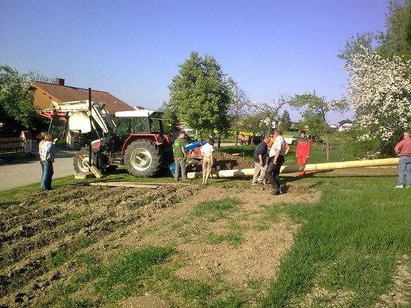  Maibaum - 