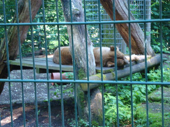 Tierpark Haag mit'n Alex - 