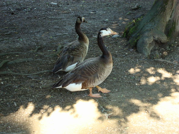 Tierpark Haag mit'n Alex - 