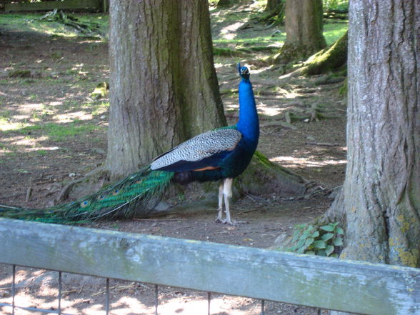 Tierpark Haag mit'n Alex - 