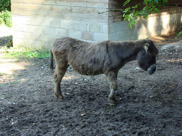 Tierpark Haag mit'n Alex - 