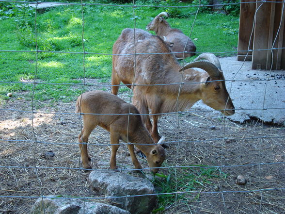 Tierpark Haag mit'n Alex - 