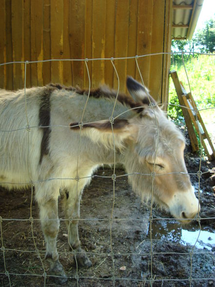 Tierpark Haag mit'n Alex - 