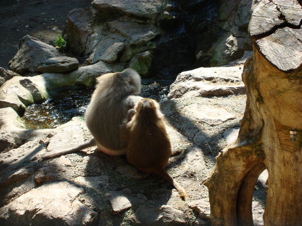 Tierpark Haag mit'n Alex - 