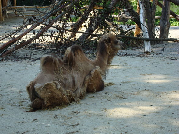 Tierpark Haag mit'n Alex - 