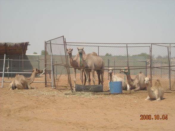 Neues aus Abu Dhabi - 