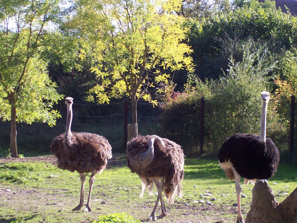 Ausflug Tierpark Schmiding Sept. 2006 - 