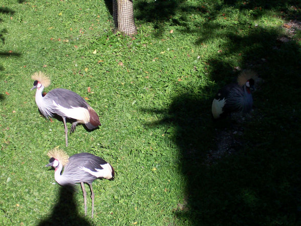 Ausflug Tierpark Schmiding Sept. 2006 - 