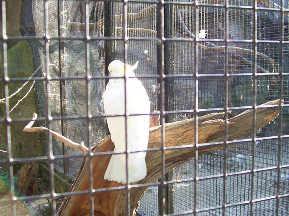 Ausflug Tierpark Schmiding Sept. 2006 - 