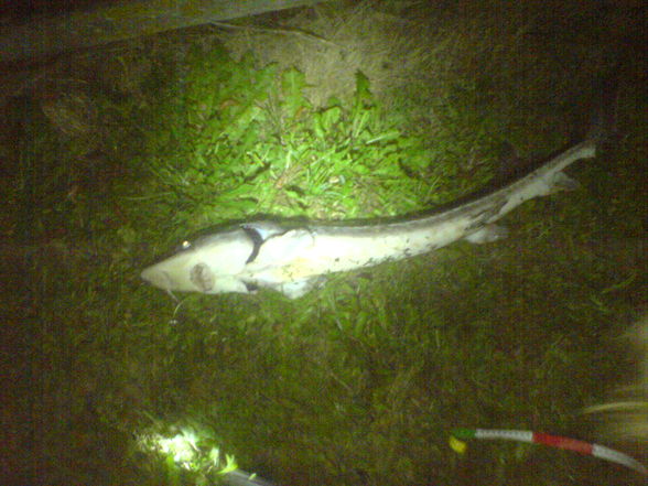 Nachtfischen Lazi 5.-6. Sept. 2008  - 