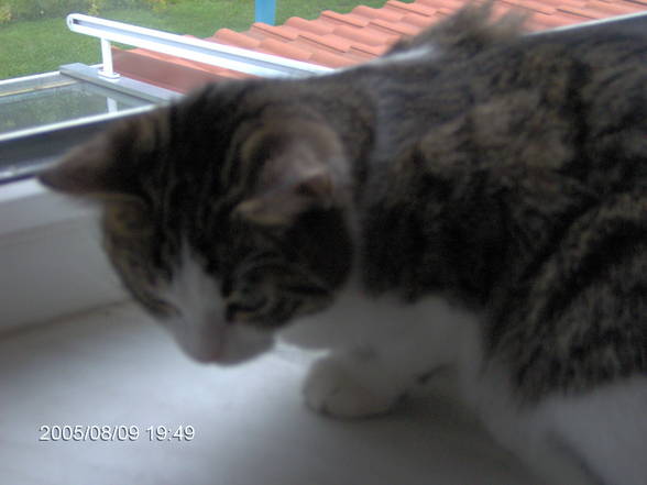 Mein Kater und i - 