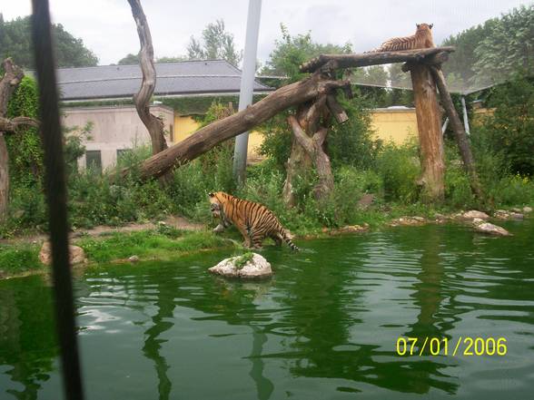 Tiergarten Schönbrunn - 