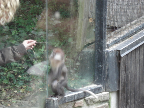 Tierpark Schmiding - 