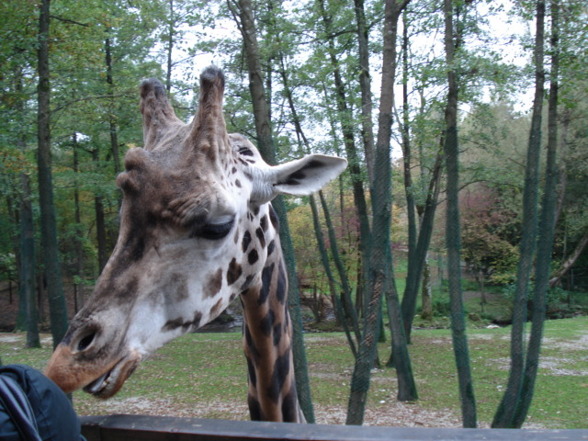 Tierpark Schmiding - 