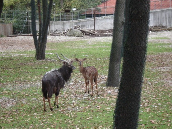 Tierpark Schmiding - 