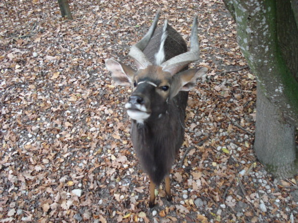 Tierpark Schmiding - 