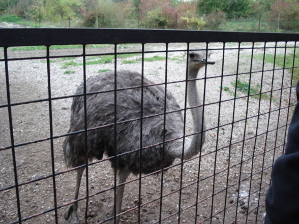 Tierpark Schmiding - 