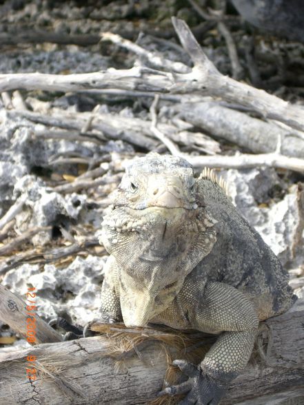 Kuba & Cayo Largo - 