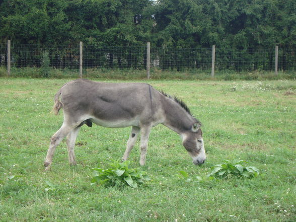 Kärnten 2009 - 