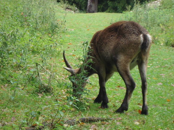 Kärnten 2009 - 