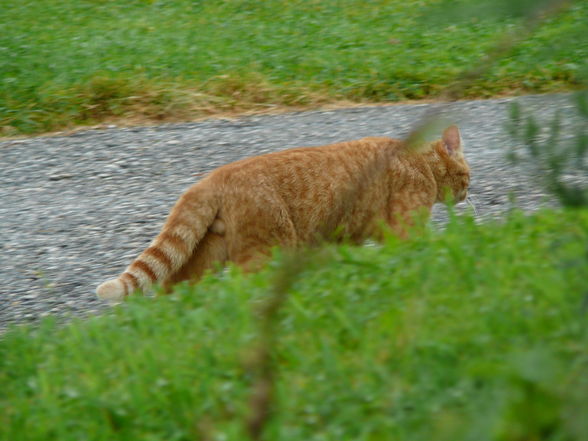 Kärnten 2009 - 