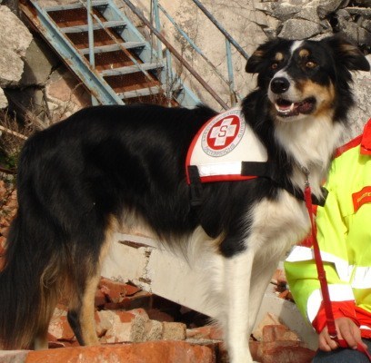 Meine Rettungshunde - 