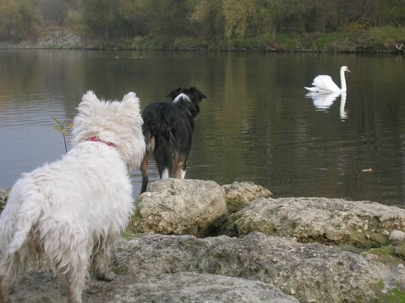 my dogs and my lovley cat - 