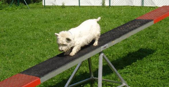 my dogs and my lovley cat - 