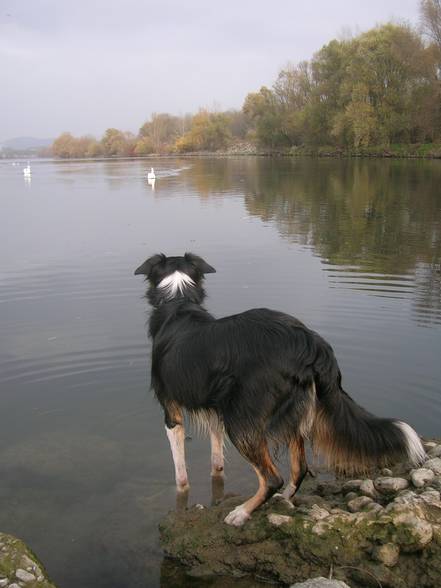 my dogs and my lovley cat - 