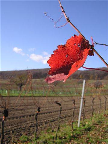 meine herbst naturaufnahmen 2005 - 