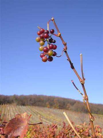 meine herbst naturaufnahmen 2005 - 