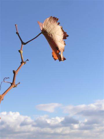 meine herbst naturaufnahmen 2005 - 