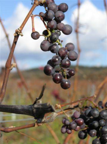 meine herbst naturaufnahmen 2005 - 