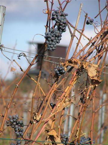 meine herbst naturaufnahmen 2005 - 