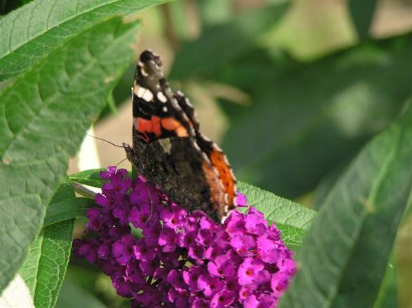 meine herbst naturaufnahmen 2005 - 