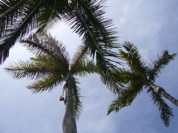 Auf montage in der Karibik- DomRep. - 